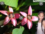 la plus belle petite  fleur de gwada